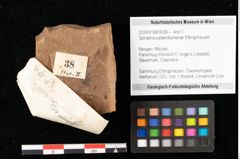 Foto (Objekt + Etikett) von Sphaeria palaeobumeliae Ettingshausen (NHMW-GEO-2024-0188-0038)